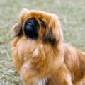 Todo sobre el perro Pekinés: Precios, tipos, carácter, cuidados.